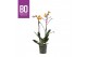 Phalaenopsis multiflora oranje BO - Colours Las Vegas - 2 tak, 17+ blo 