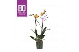 Phalaenopsis multiflora oranje BO - Colours Las Vegas - 2 tak, 17+ blo