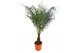Phoenix roebelenii 