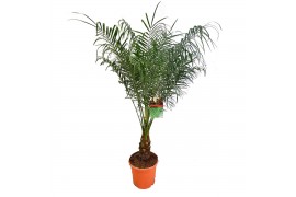 Phoenix roebelenii