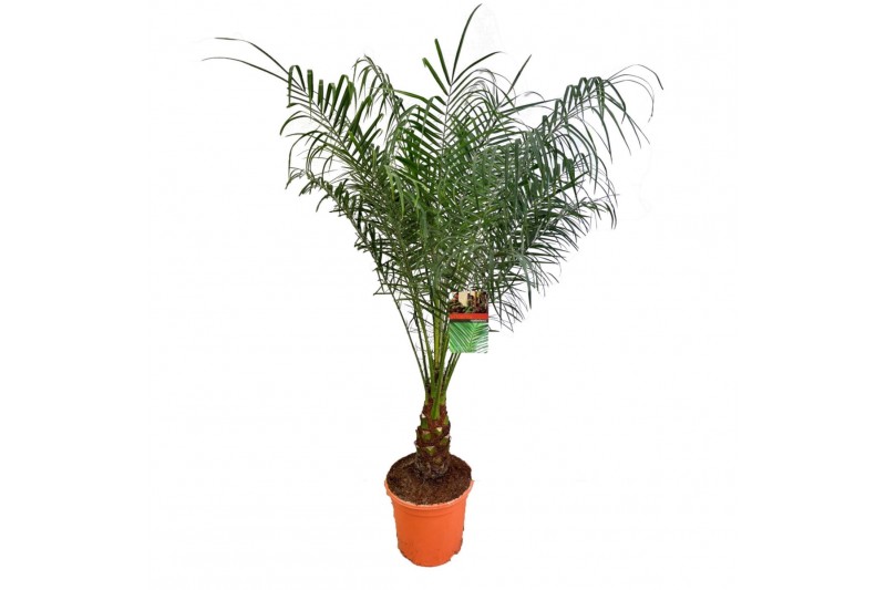 Phoenix roebelenii 