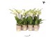 Phalaenopsis multiflora geel Kolibri Orchids - 2 tak, 16+ 