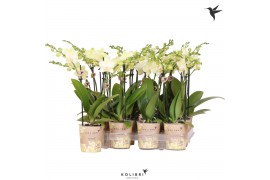 Phalaenopsis multiflora geel Kolibri Orchids - 2 tak, 16+