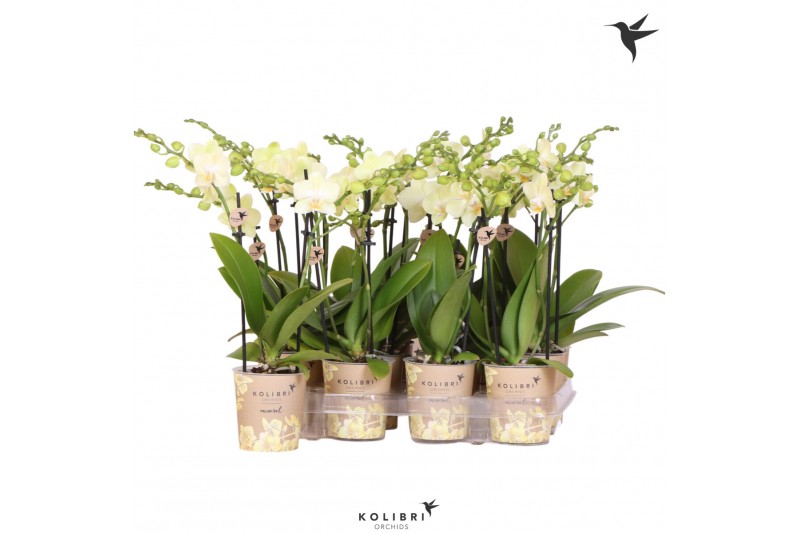 Phalaenopsis multiflora geel Kolibri Orchids - 2 tak, 16+ 