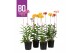 Epidendrum BO - Epidendrum Mix 