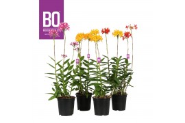 Epidendrum BO - Epidendrum Mix