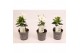 Mandevilla rio white dipladenia wit 