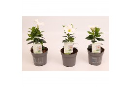 Mandevilla rio white dipladenia wit