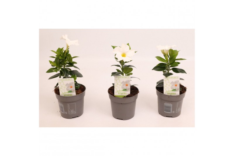 Mandevilla rio white dipladenia wit 