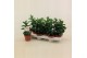 Mandevilla rio white dipladenia wit 