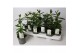 Mandevilla rio white dipladenia wit 