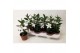 Mandevilla rio white dipladenia wit 