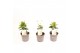 Mandevilla rio white dipladenia wit 