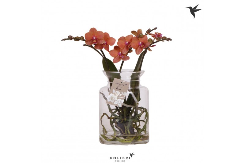 Phalaenopsis oranje Kolibri Orchids Roots orange in glas stolp 