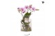 Phalaenopsis roze Kolibri Orchids Roots pink in glas stolp 