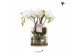 Phalaenopsis anthura madrid Kolibri Orchids Roots white in glas stolp 