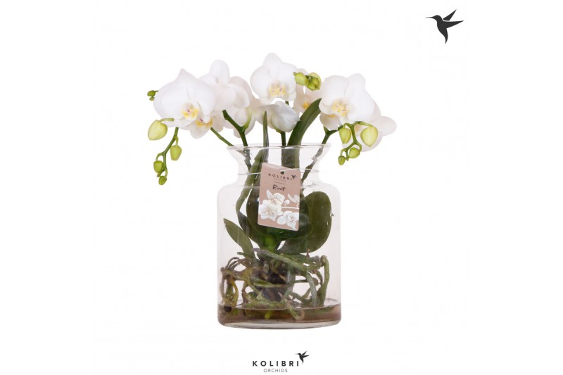 Phalaenopsis anthura madrid Kolibri Orchids Roots white in glas stolp 