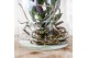 Phalaenopsis anthura madrid Kolibri Orchids Roots white in glas stolp 