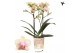 Phalaenopsis multiflora oranje Kolibri Orchids - Bahamas - 2 tak, 20+ 