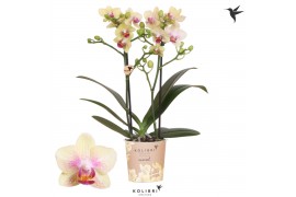 Phalaenopsis multiflora oranje Kolibri Orchids - Bahamas - 2 tak, 20+