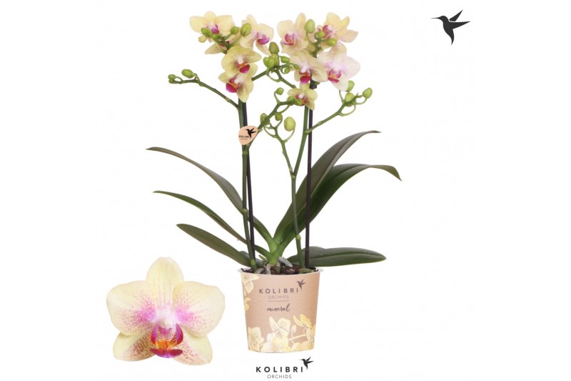 Phalaenopsis multiflora oranje Kolibri Orchids - Bahamas - 2 tak, 20+ 