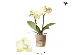 Phalaenopsis floriclone golden story Kolibri Orchids - Mexico - 2 tak,