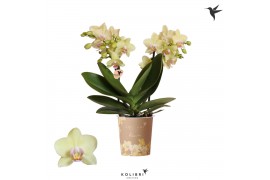 Phalaenopsis multiflora paars Kolibri Orchids Blossom - Paraguay - 2 t