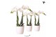 Phalaenopsis multiflora wit kolibri orchids Kolibri Orchids - 2 tak, 1 