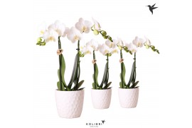 Phalaenopsis multiflora wit kolibri orchids Kolibri Orchids - 2 tak, 1
