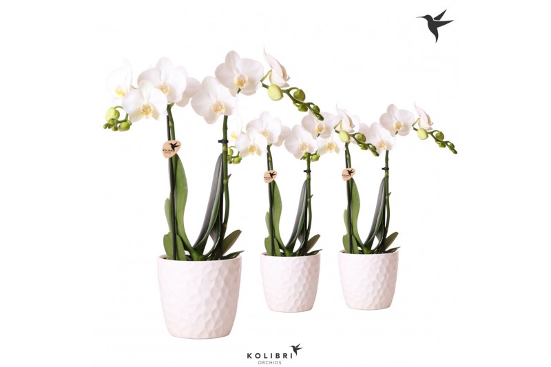 Phalaenopsis multiflora wit kolibri orchids Kolibri Orchids - 2 tak, 1 