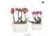 Phalaenopsis Kolibri Orchids Phalaenopsis 4 spike Oval Schaal 