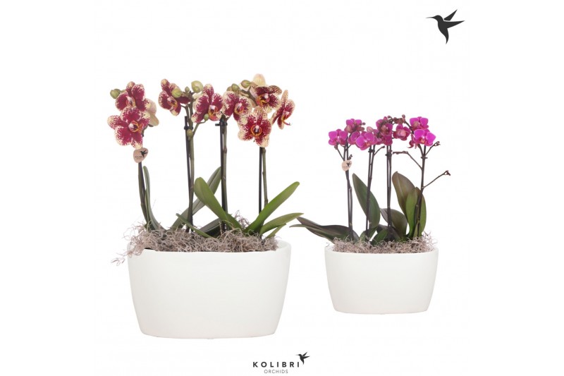 Phalaenopsis Kolibri Orchids Phalaenopsis 4 spike Oval Schaal 