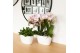 Phalaenopsis Kolibri Orchids Phalaenopsis 4 spike Oval Schaal 