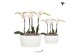 Phalaenopsis Kolibri Orchids Phalaenopsis 4 spike Oval Schaal White 