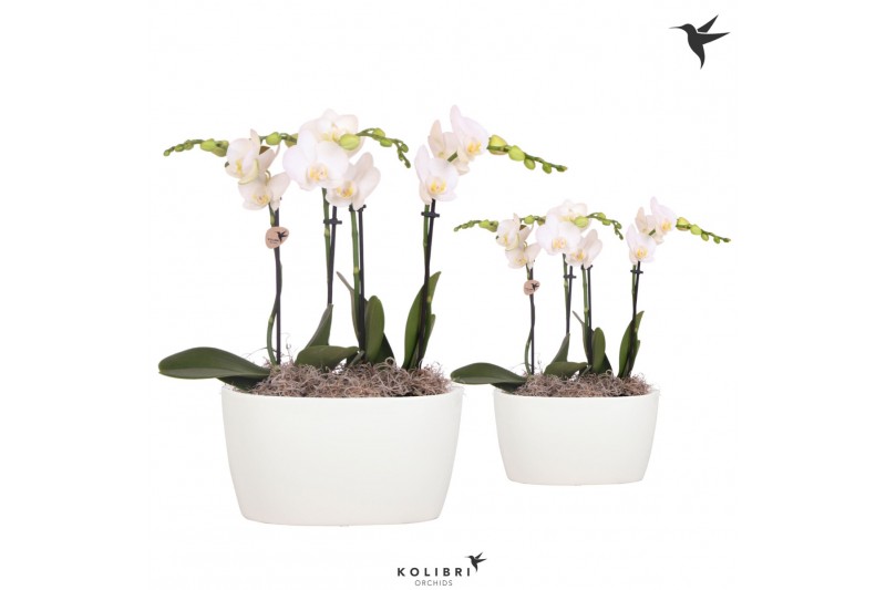 Phalaenopsis Kolibri Orchids Phalaenopsis 4 spike Oval Schaal White 
