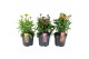 Echinacea purpurea 3 kleuren - Mixkar 