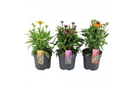 Echinacea purpurea 3 kleuren - Mixkar