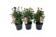 Echinacea purpurea 3 kleuren - Mixkar 