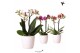 Phalaenopsis multiflora mix kolibri orchids 2 tak in honey pot white 