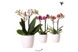 Phalaenopsis multiflora mix kolibri orchids 2 tak in honey pot white