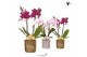 Phalaenopsis multiflora Kolibri Orchids mix 2 tak in diamond mix ball 
