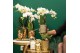 Phalaenopsis multiflora Kolibri Orchids mix 2 tak in diamond mix tree 