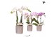 Phalaenopsis mix Kolibri Orchids 2 tak in Diamond pot silver 