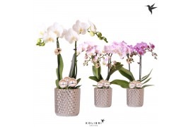 Phalaenopsis mix Kolibri Orchids 2 tak in Diamond pot silver