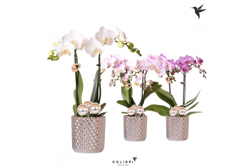 Phalaenopsis mix Kolibri Orchids 2 tak in Diamond pot silver Phalaenopsis mix Kolibri Orchids 2 tak in Diamond pot silver