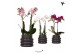 Phalaenopsis mix 2 tak in bubble pot black kolibri orchids 