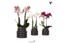 Phalaenopsis mix 2 tak in bubble pot black kolibri orchids