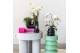 Phalaenopsis mix 2 tak in bubble pot black kolibri orchids 