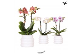 Phalaenopsis mix 2 tak in bubble pot white kolibri orchids
