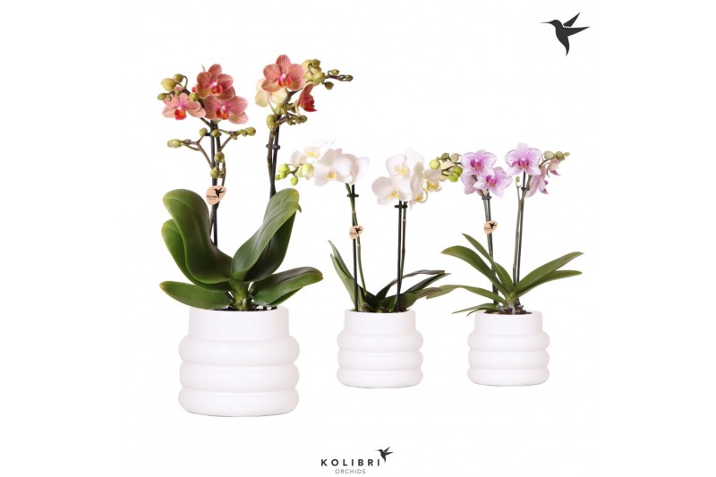 Phalaenopsis mix 2 tak in bubble pot white kolibri orchids 